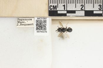 Media type: image;   Entomology 793276 Aspect: Labels